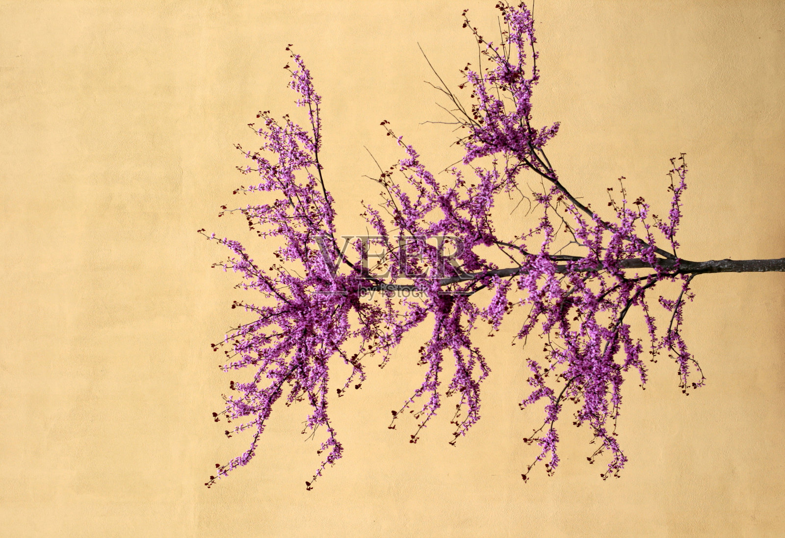 樱桃树照片摄影图片