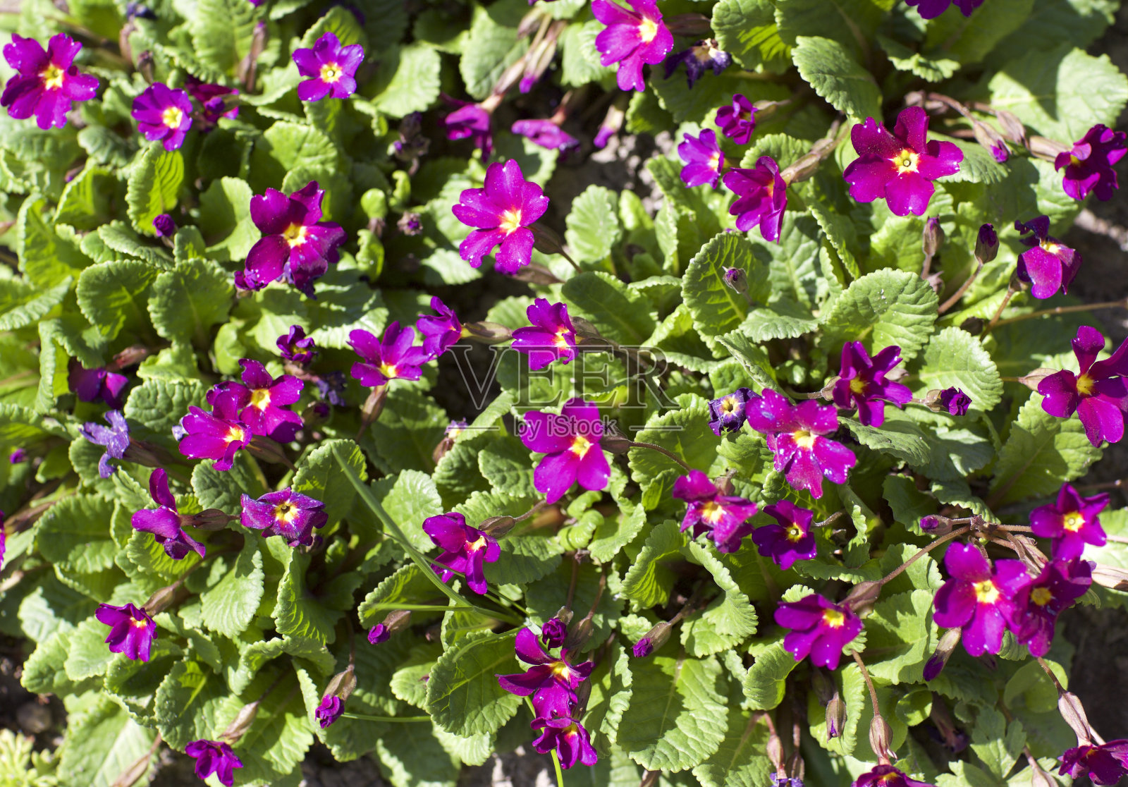 小深红色的花照片摄影图片