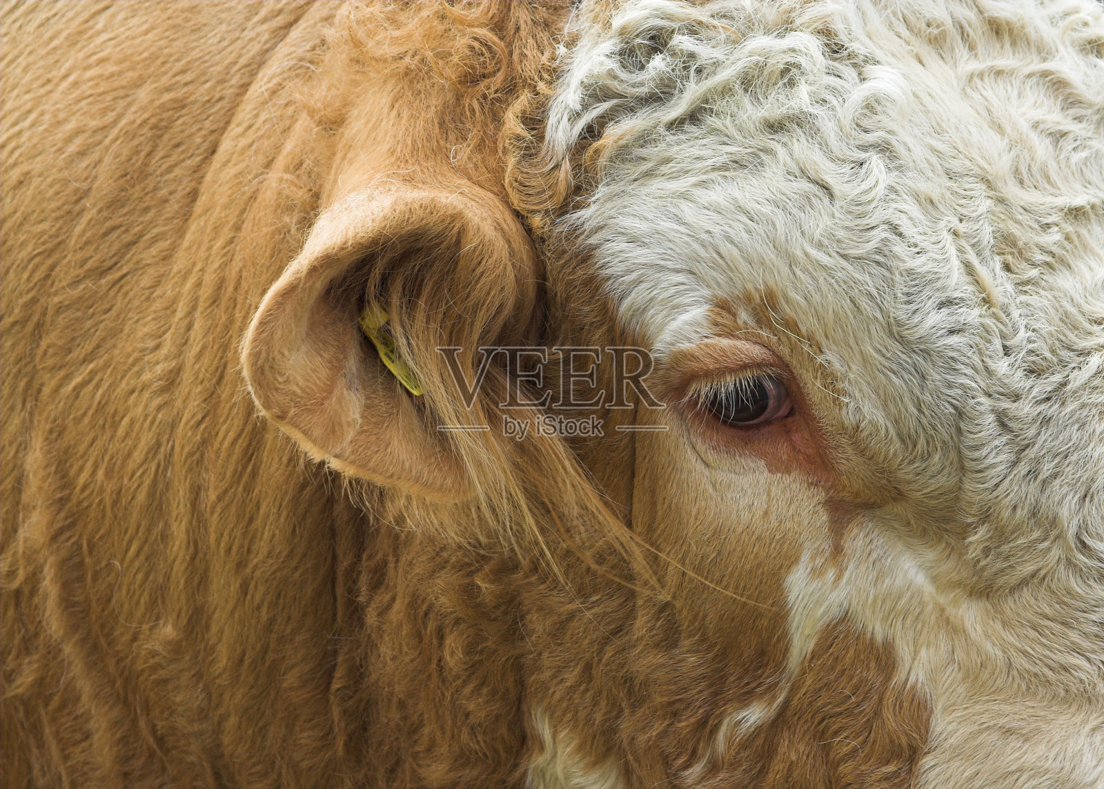 西门塔尔牛牛照片摄影图片