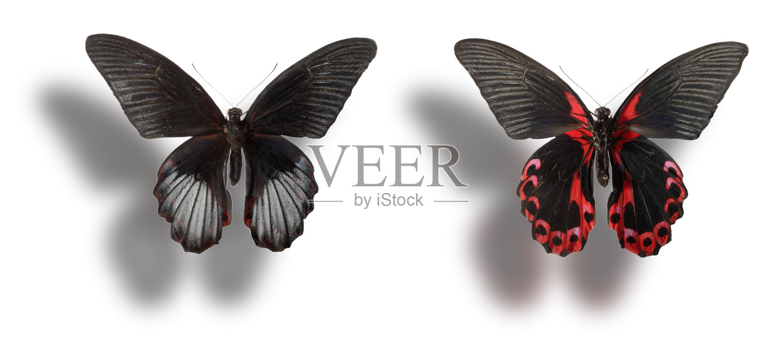 蝴蝶孤立在白色上。照片摄影图片