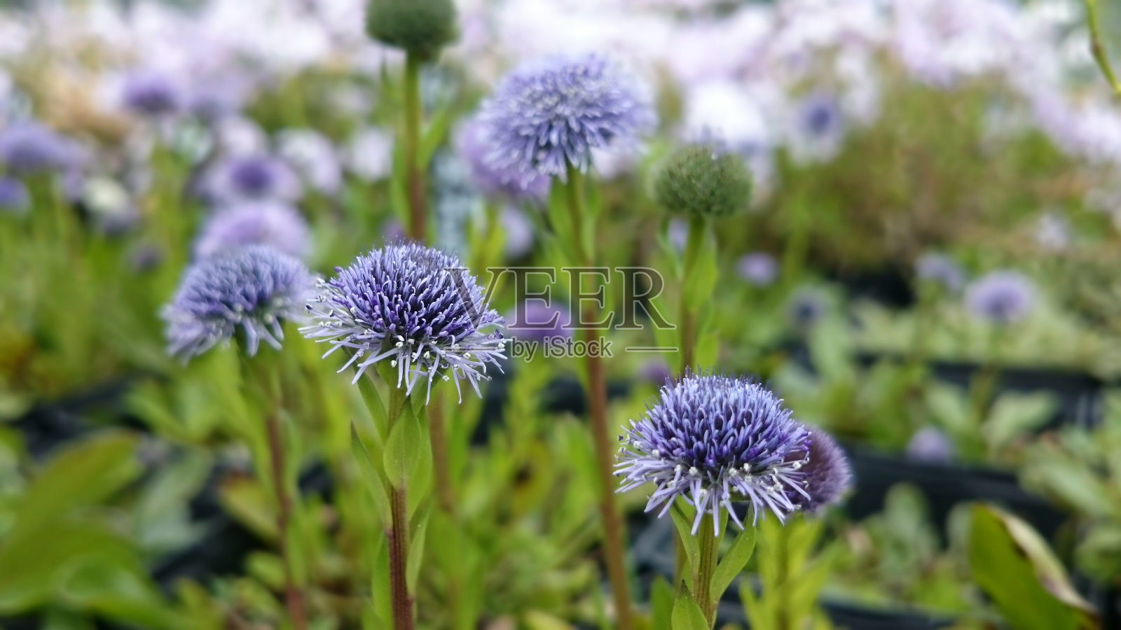球花或普通的球花照片摄影图片