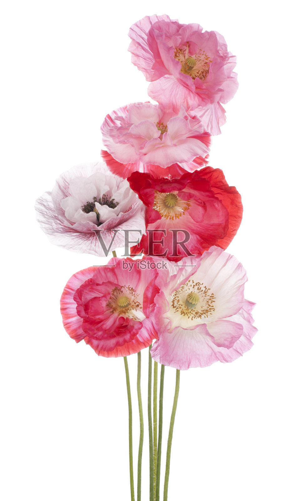 罂粟照片摄影图片