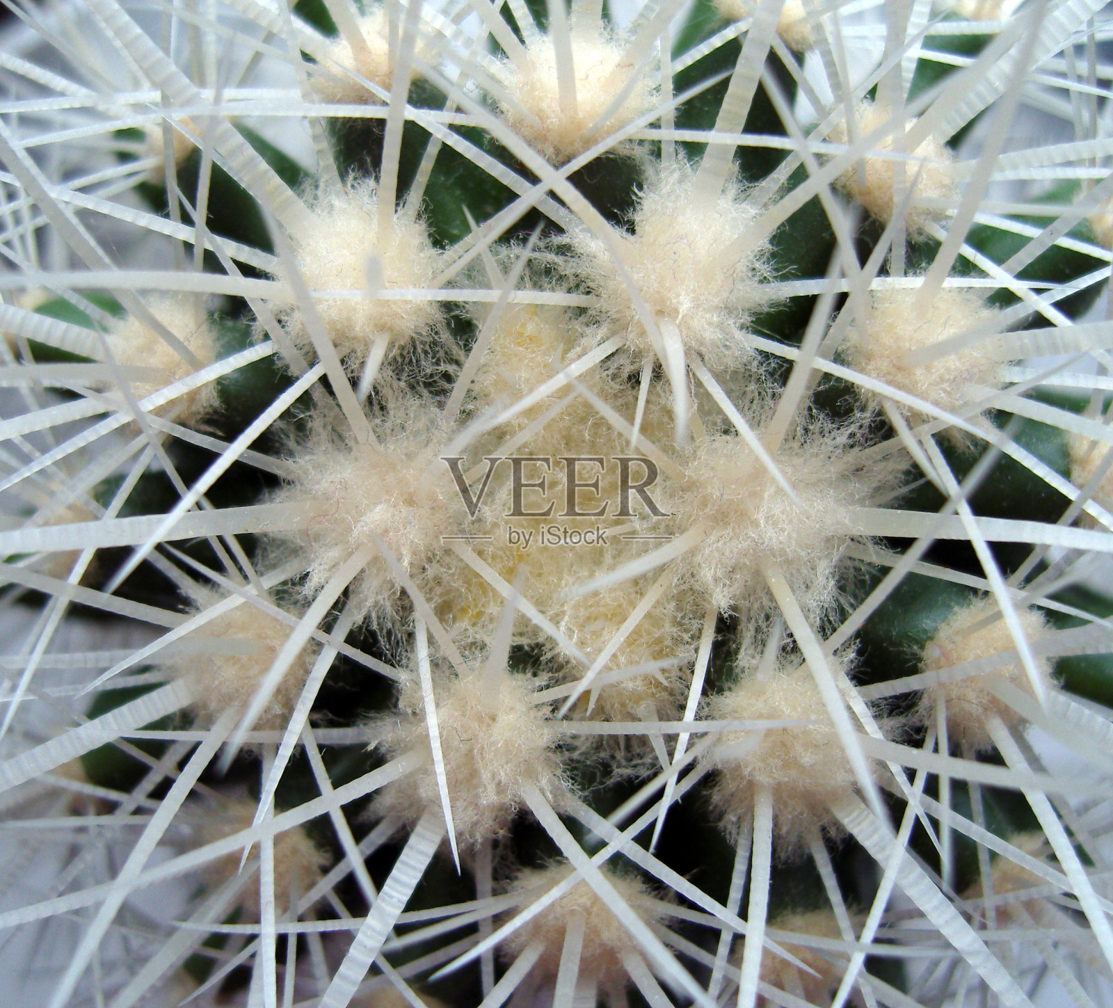 有白色刺的仙人掌。照片摄影图片