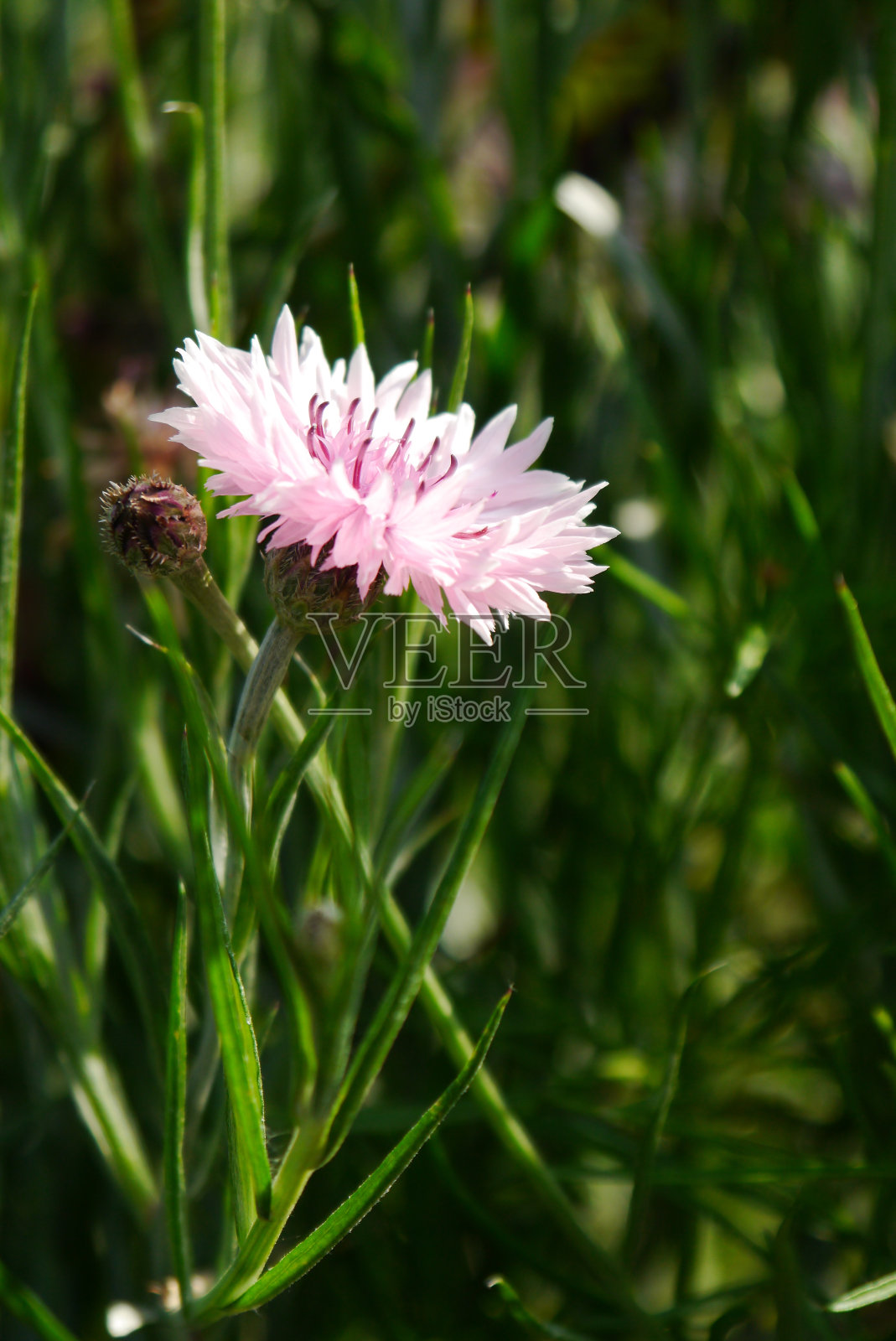 白色的花照片摄影图片