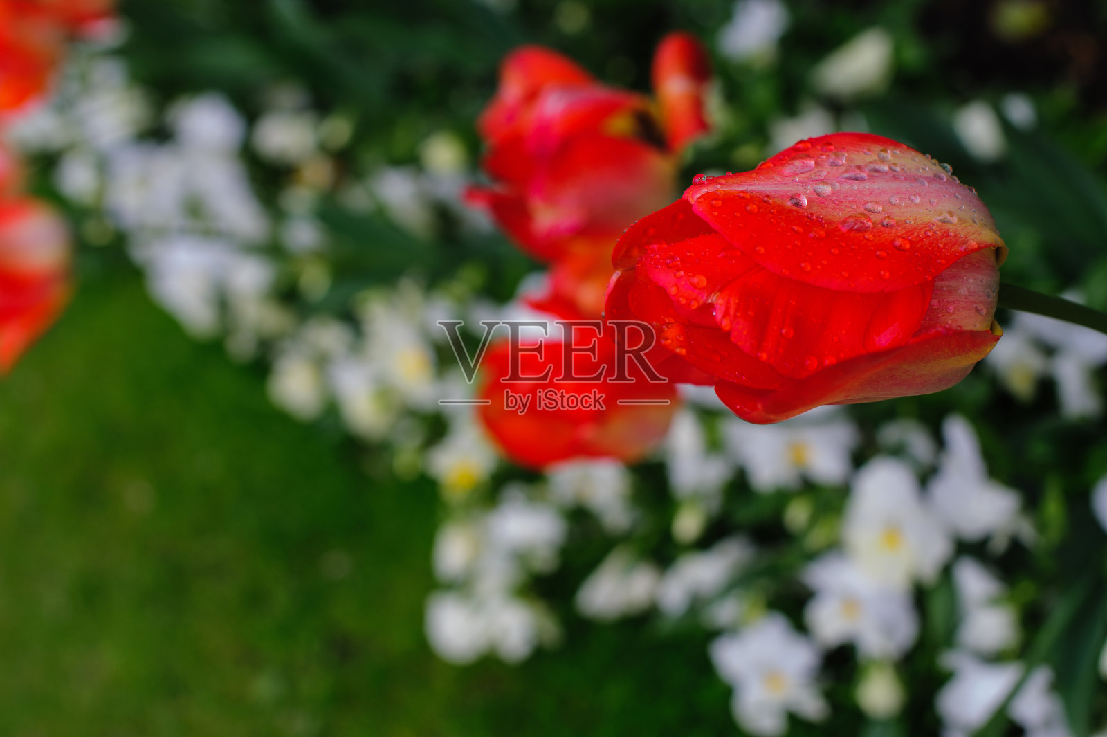 红色郁金香照片摄影图片