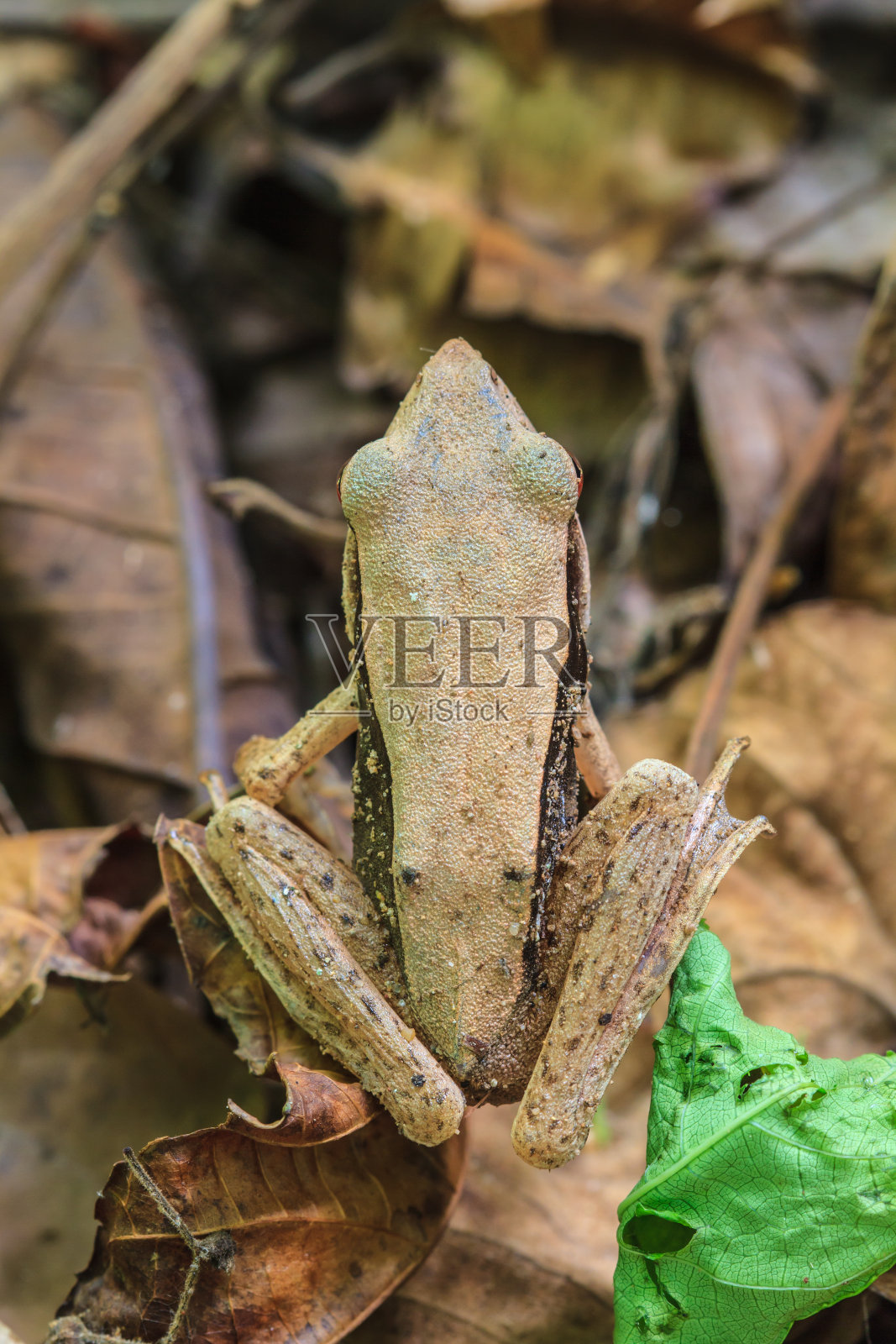 树上的青蛙照片摄影图片