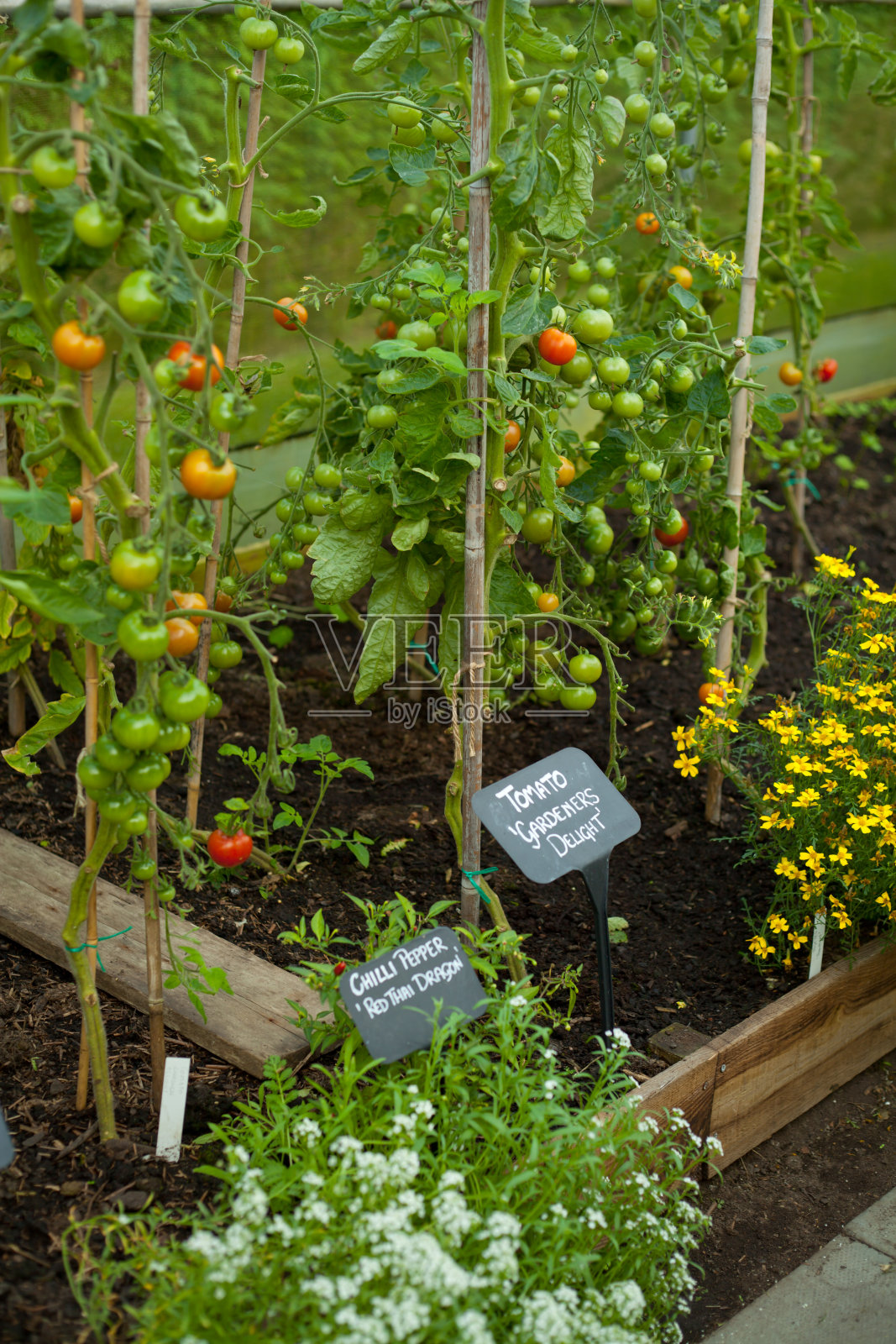 在温室中种植绿番茄。照片摄影图片