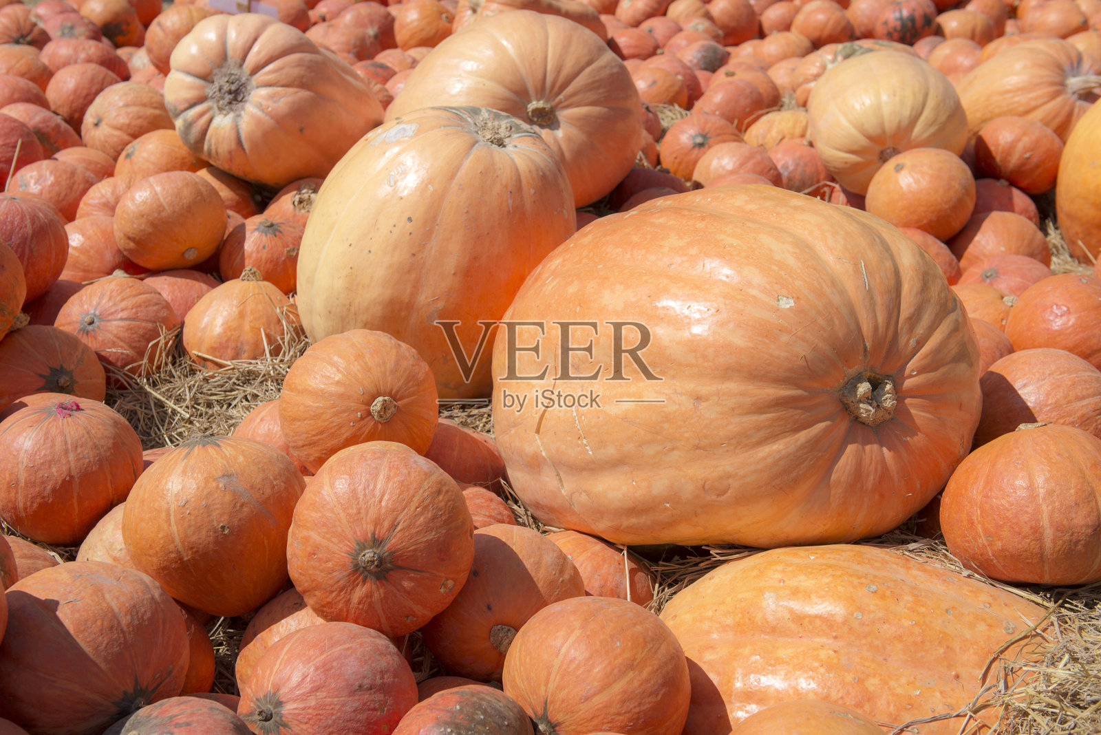 农场里的南瓜在收获后出售。照片摄影图片
