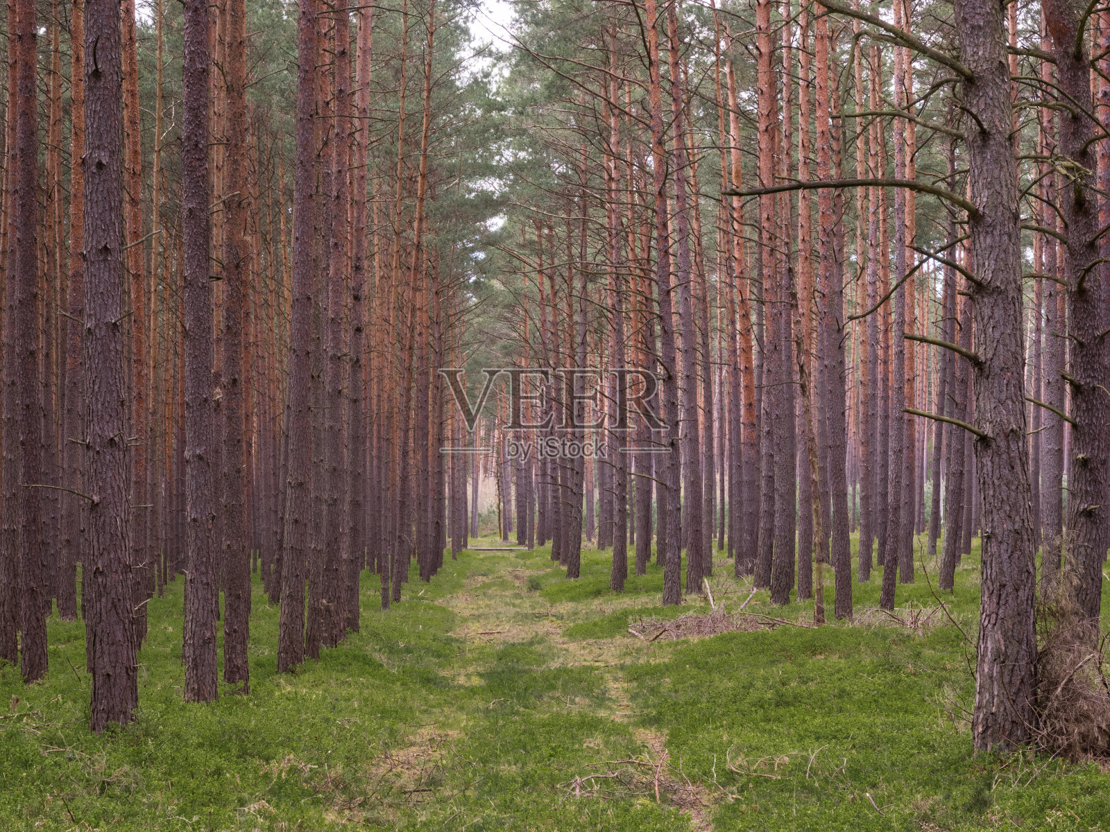 穿过森林的小路照片摄影图片