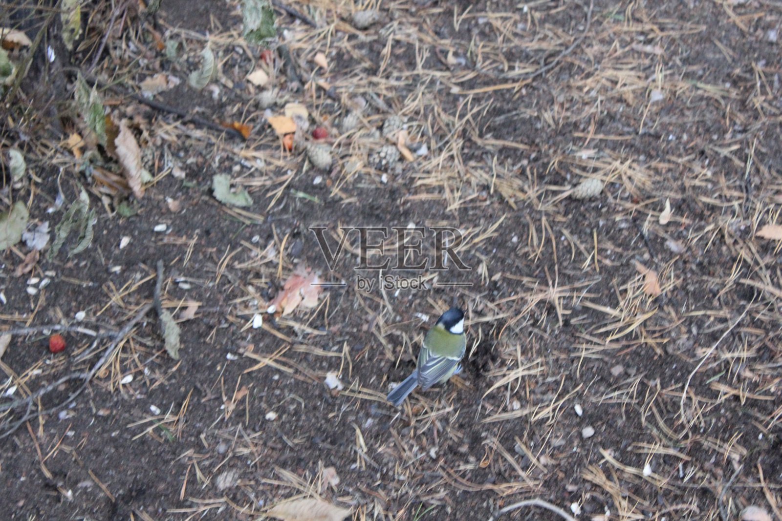 地面山雀1316照片摄影图片