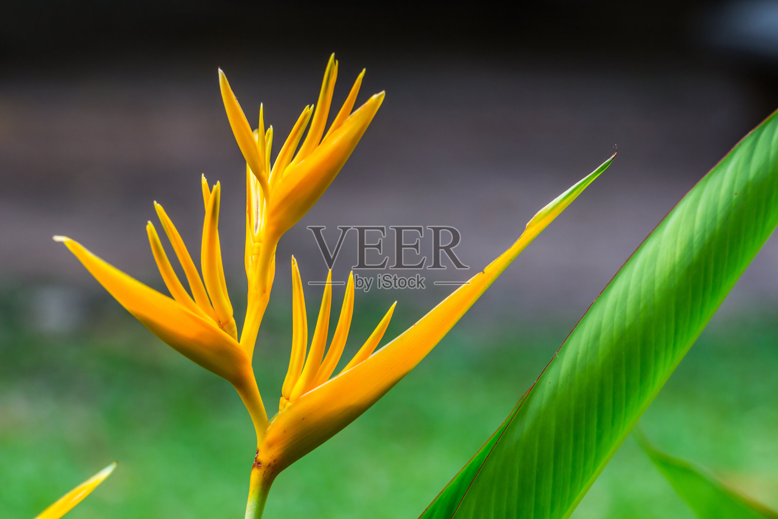 天堂鸟花,向日葵花照片摄影图片