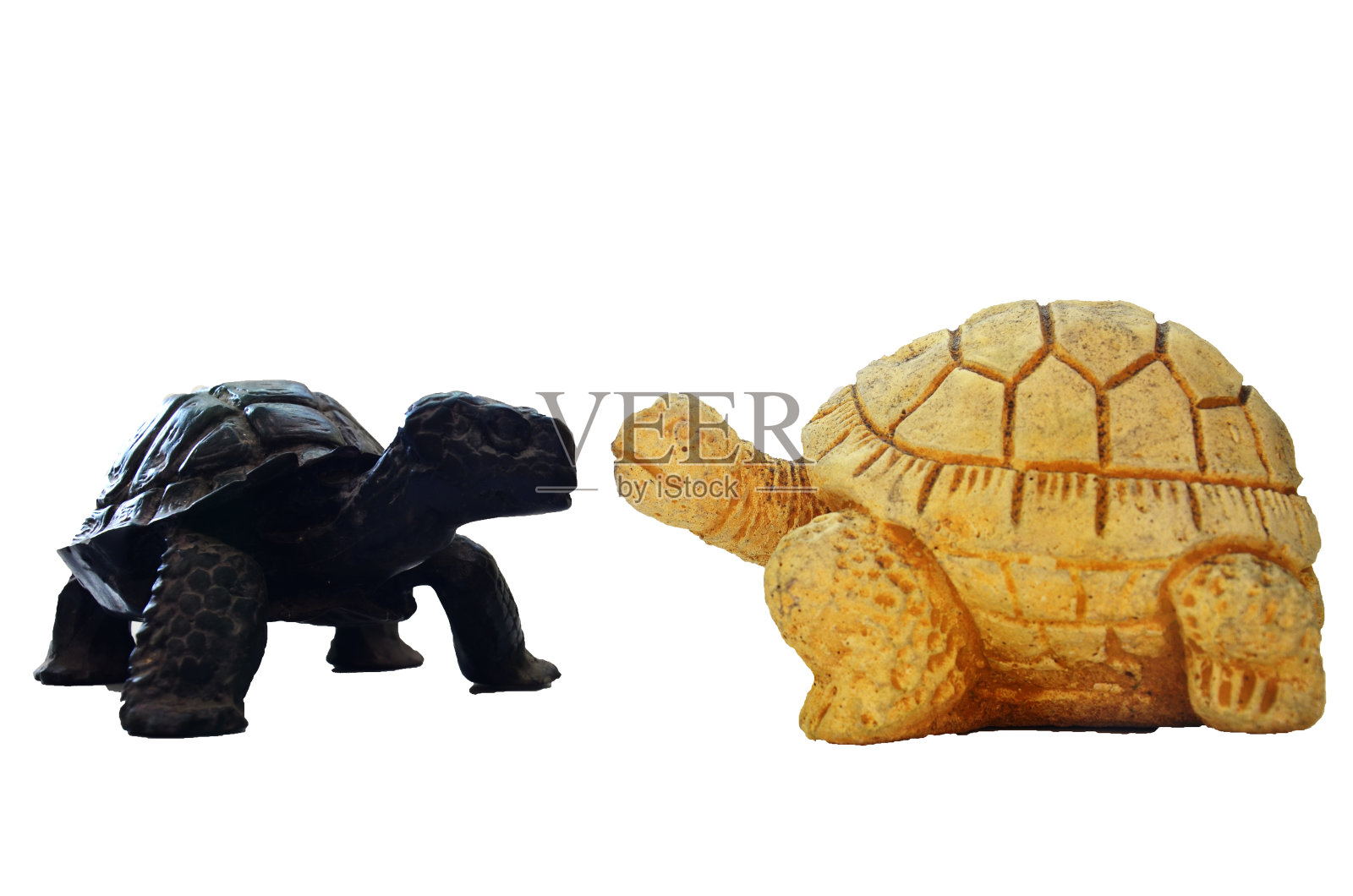 海龟与海龟图照片摄影图片