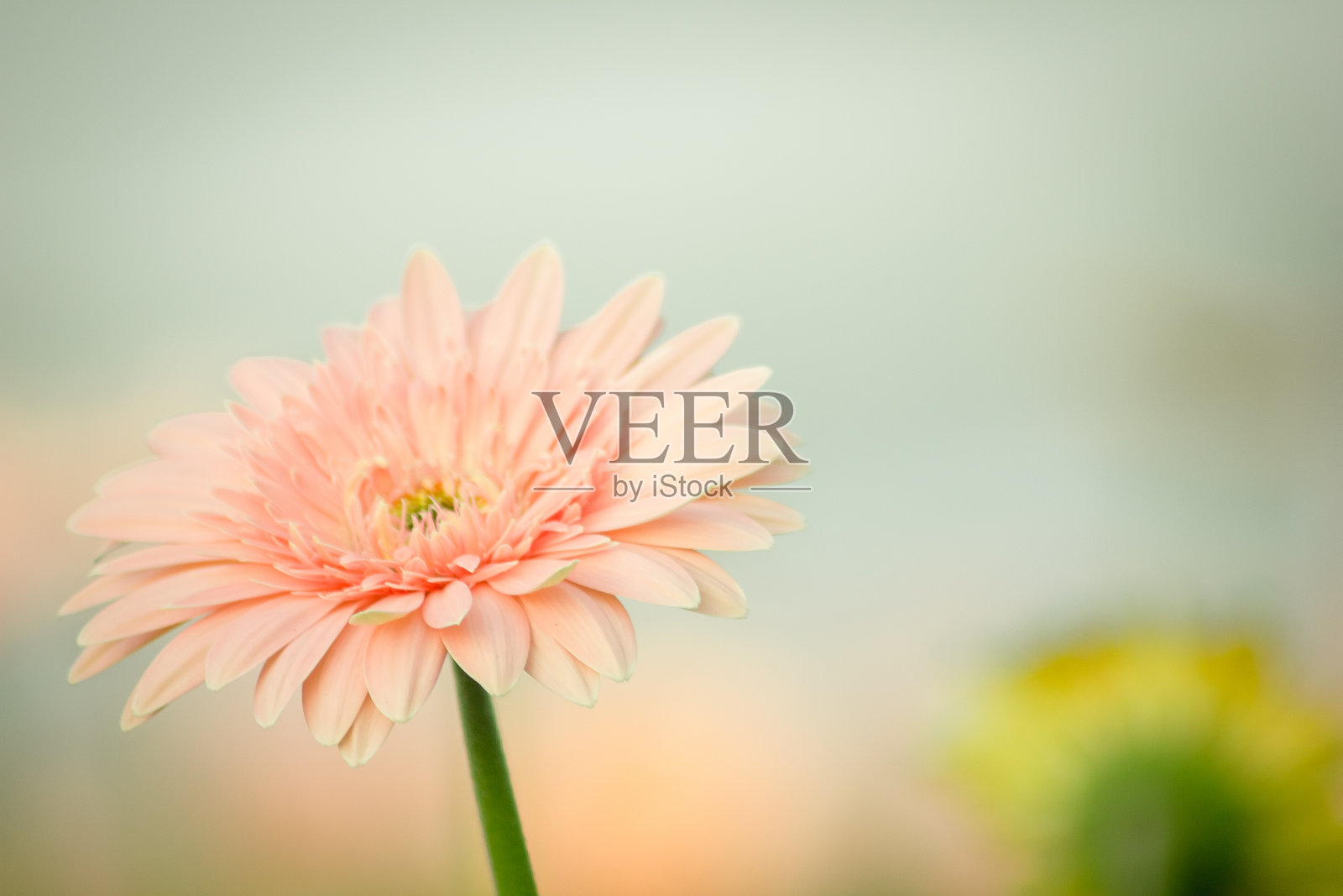 室外花园上美丽的非洲菊照片摄影图片