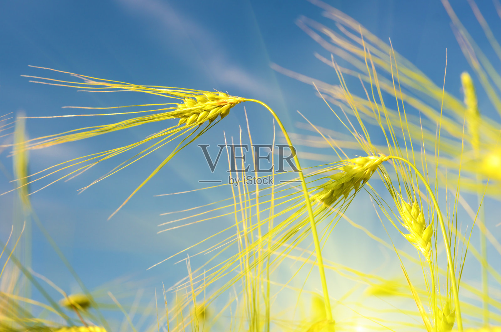 风景优美的大麦穗映衬着天空照片摄影图片