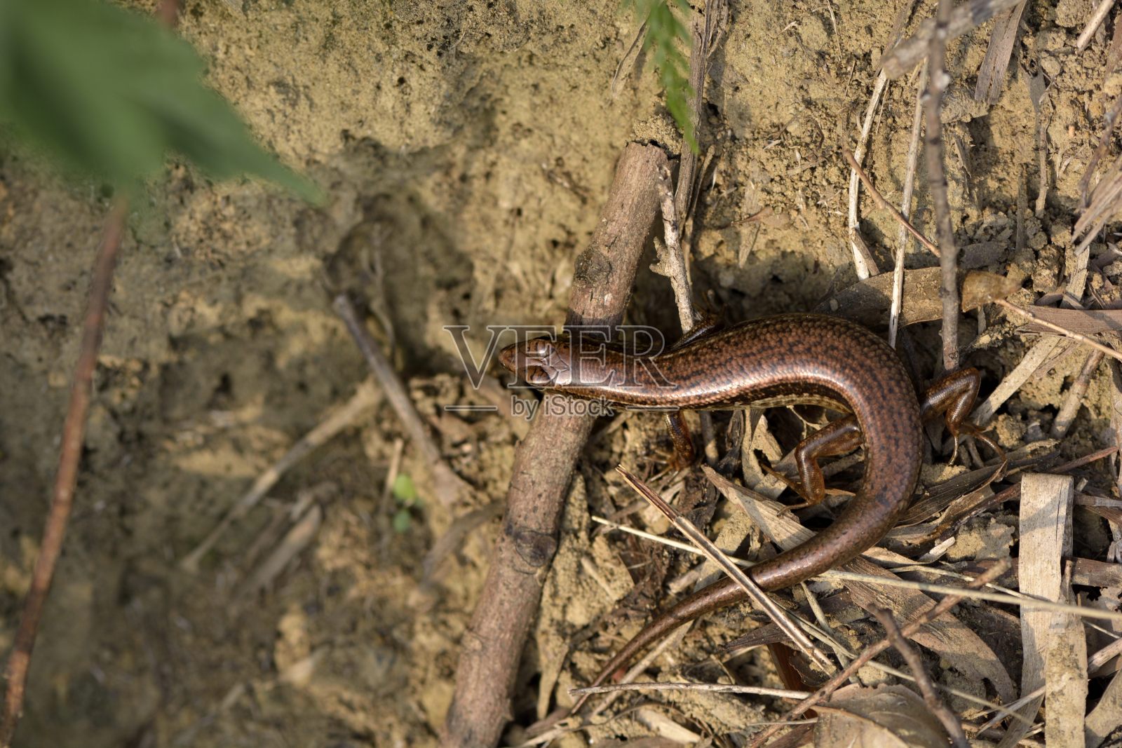 攀登石龙子照片摄影图片