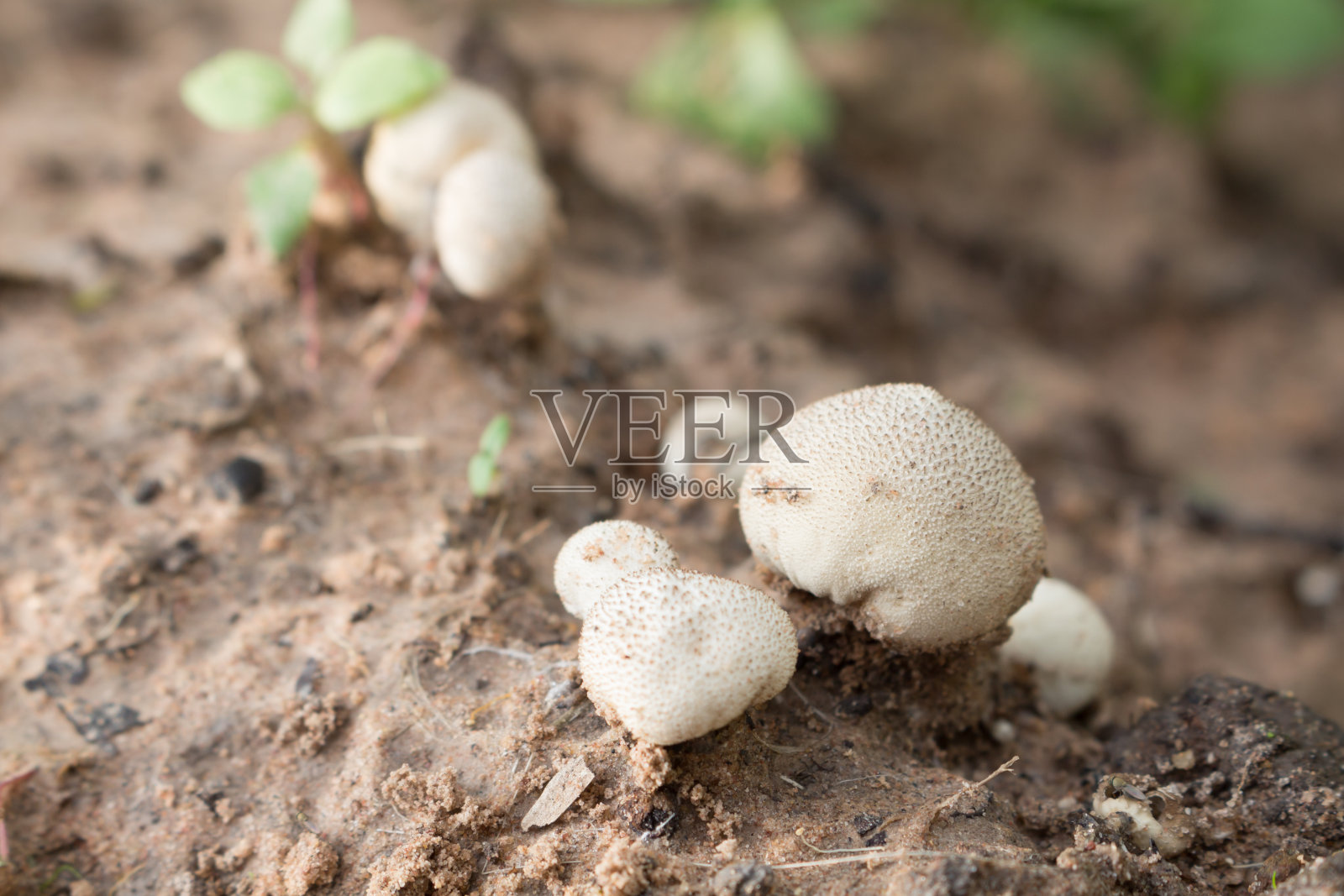 农场野生蘑菇照片摄影图片
