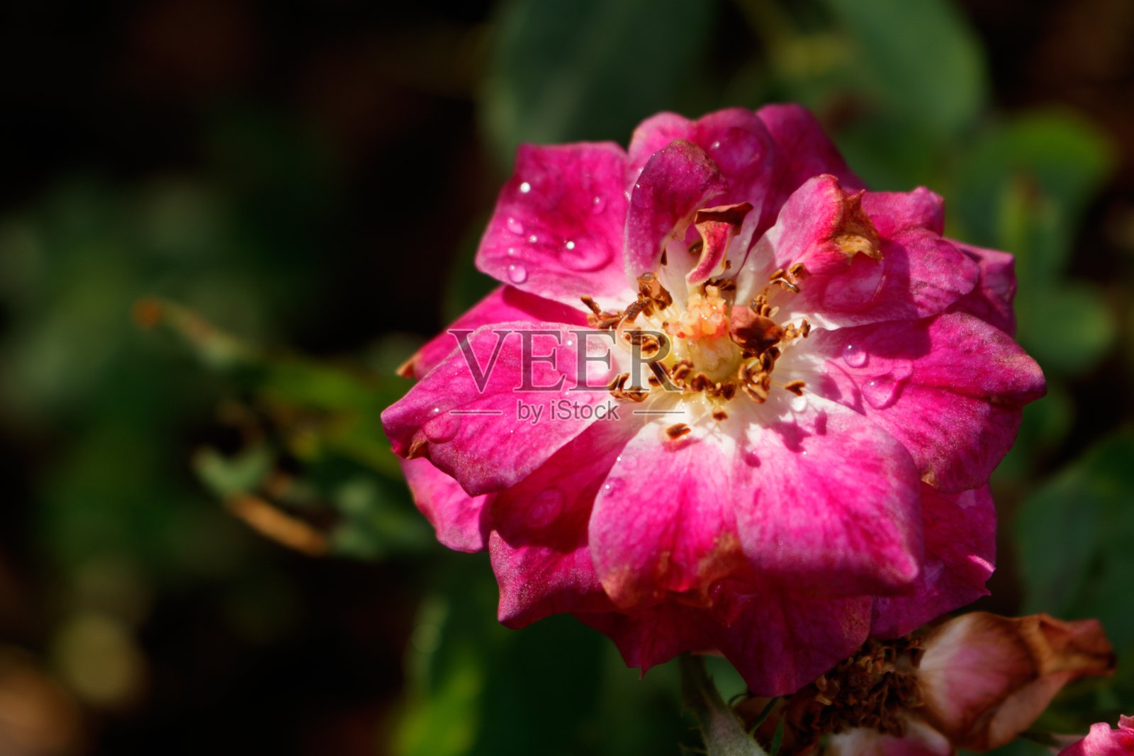 深红色野玫瑰的特写照片摄影图片