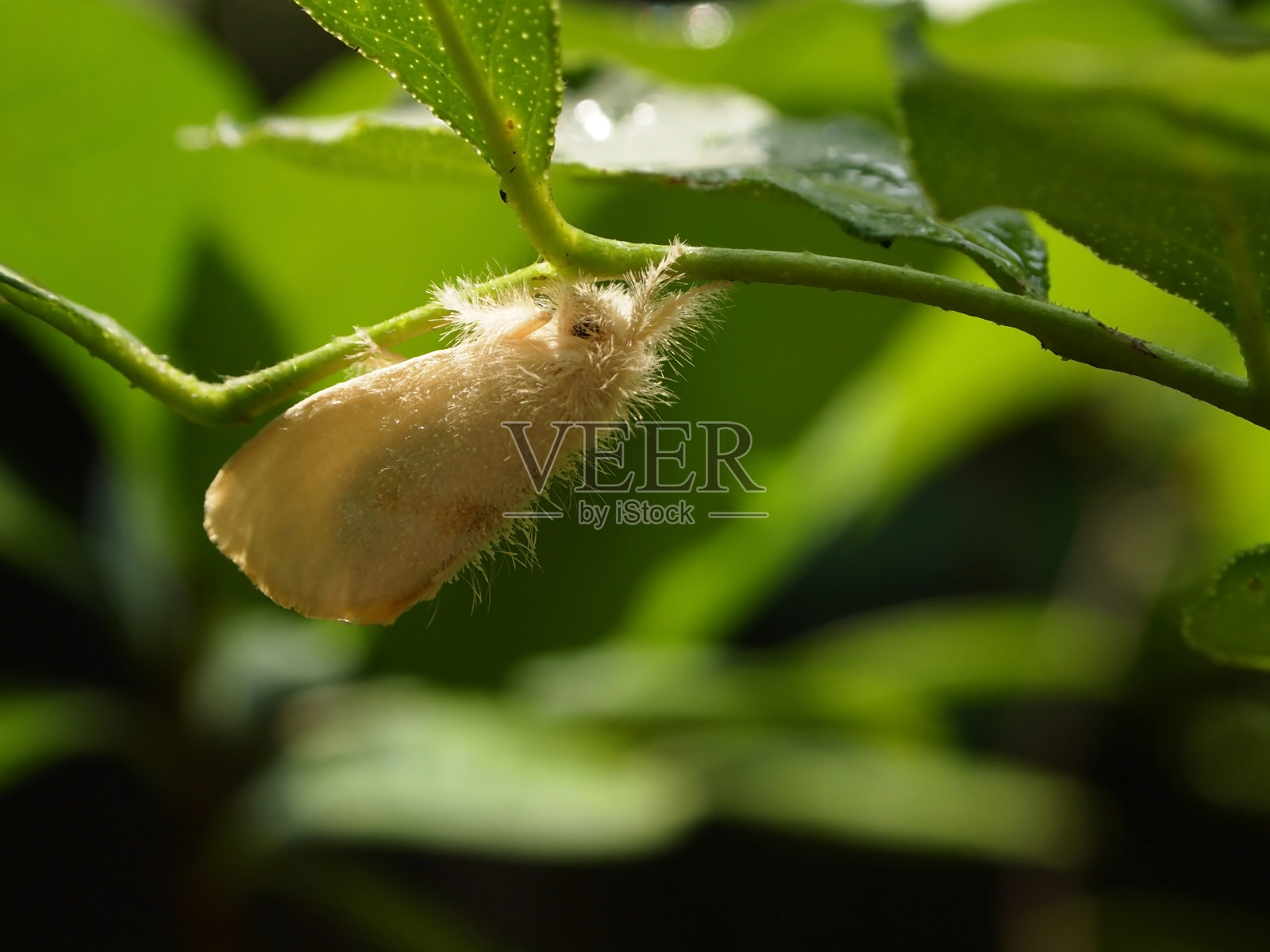 毛茸茸的蛾子照片摄影图片