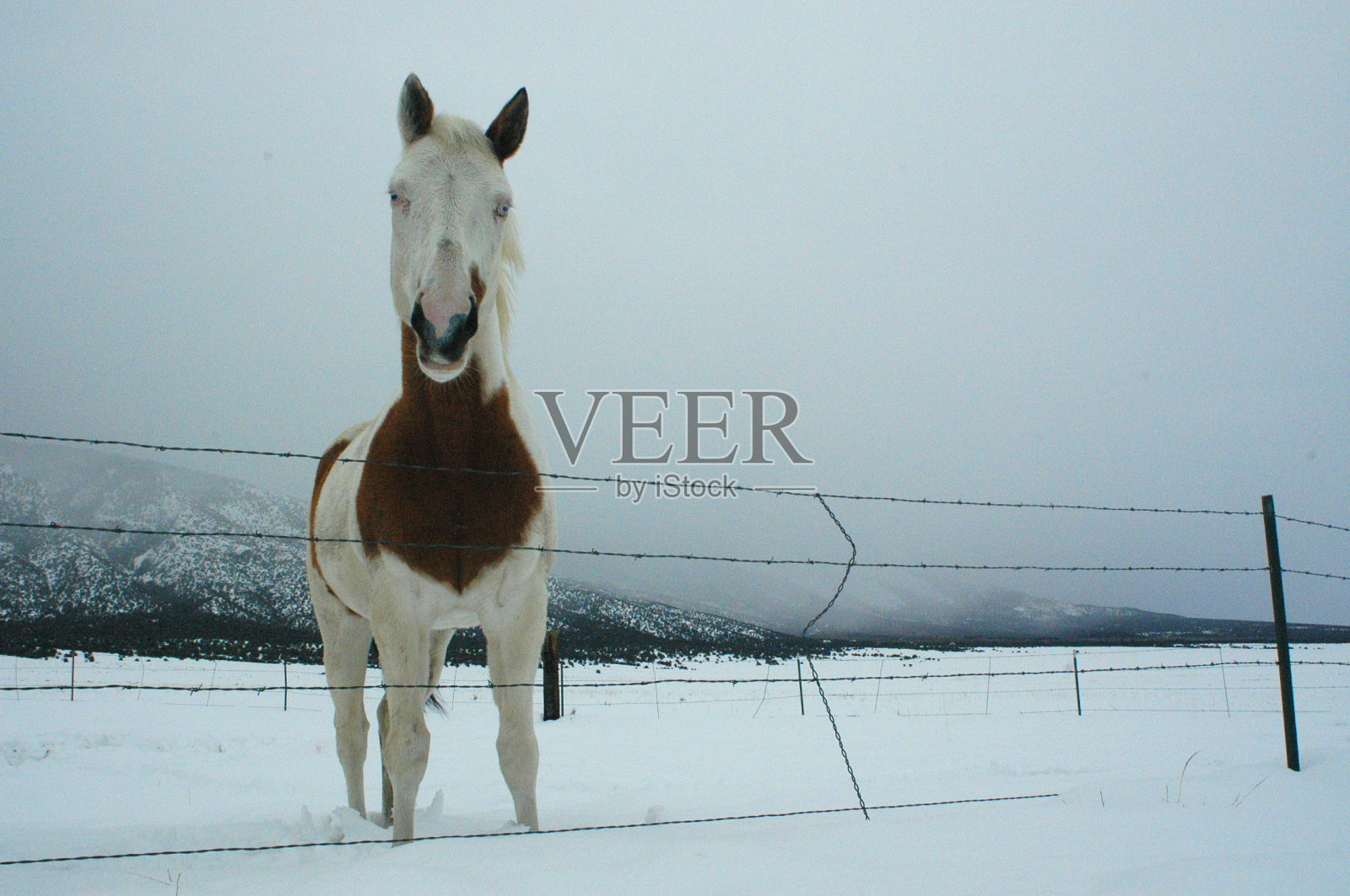 马照片摄影图片