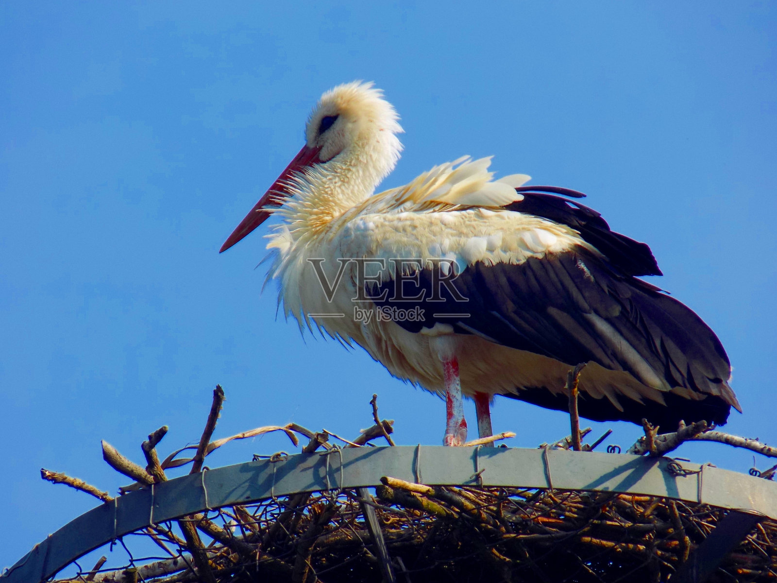 鹳的巢照片摄影图片
