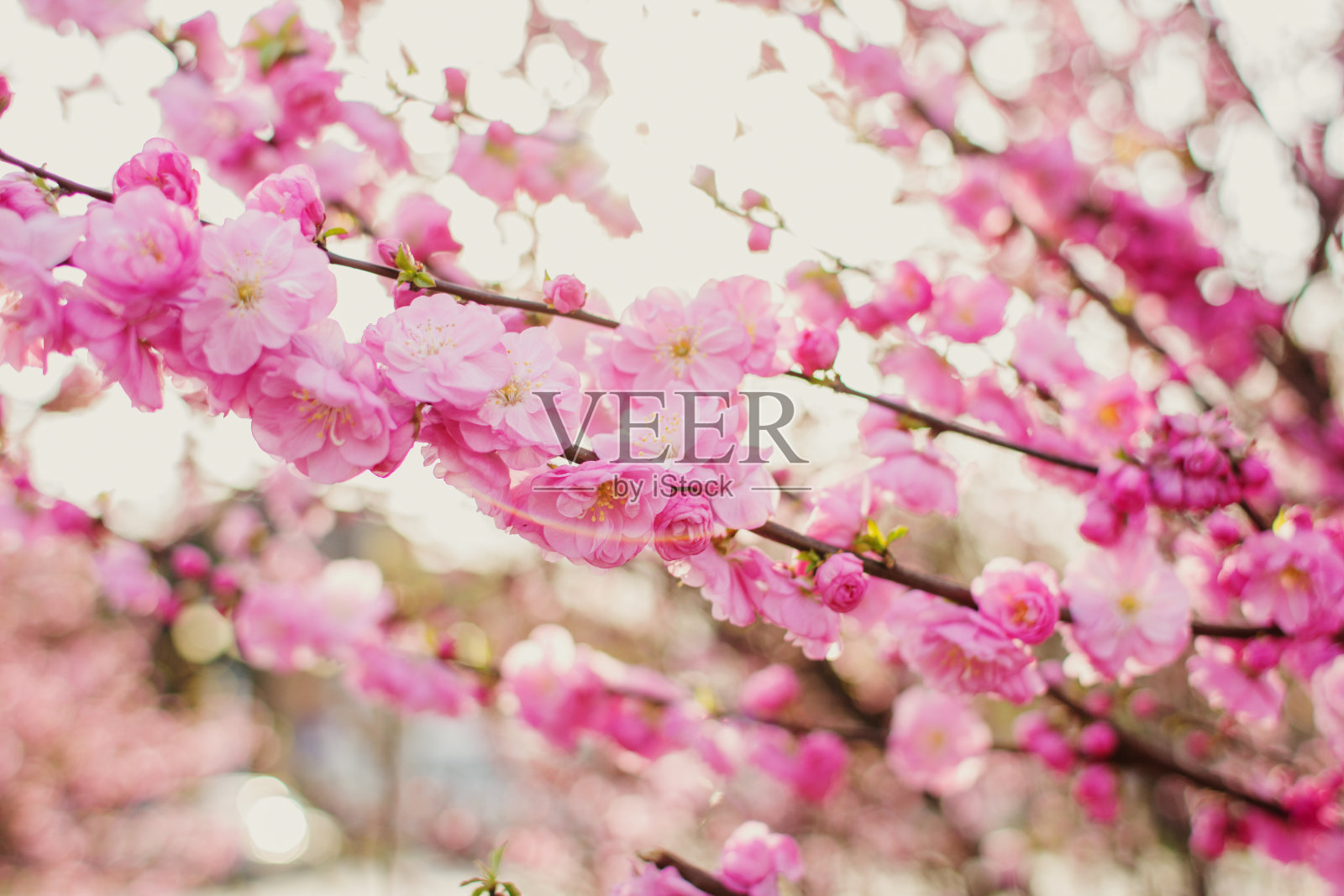 樱花照片摄影图片