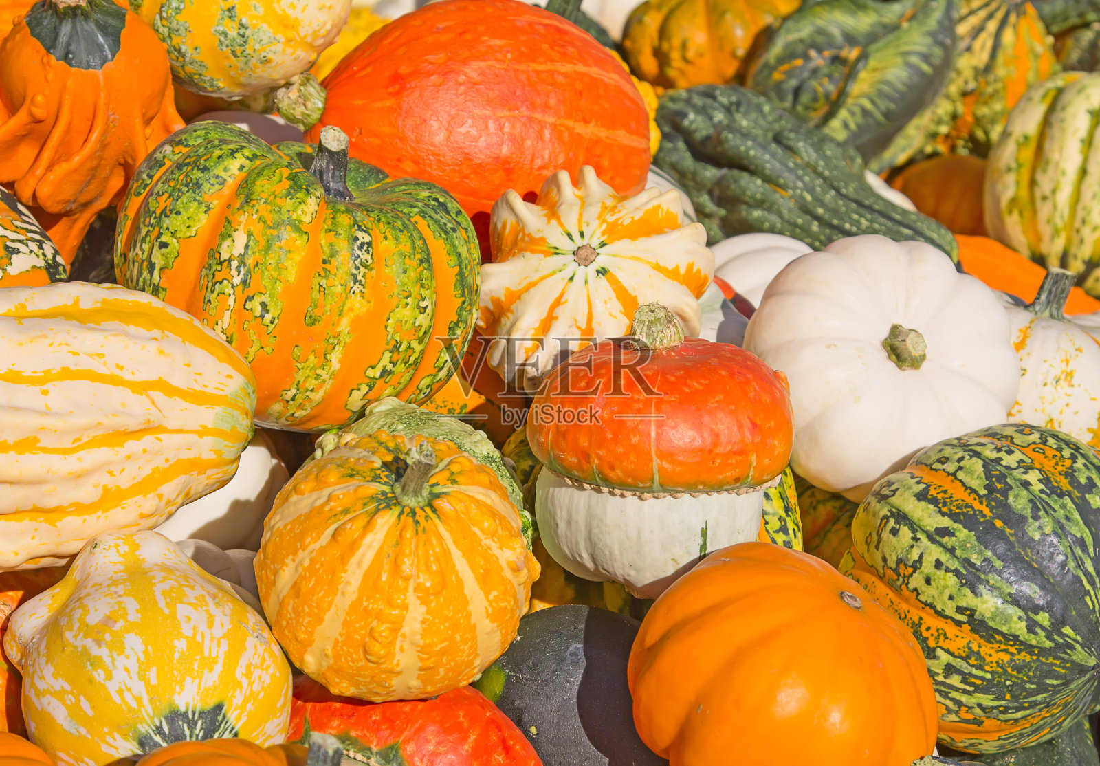 色彩斑斓的南瓜照片摄影图片