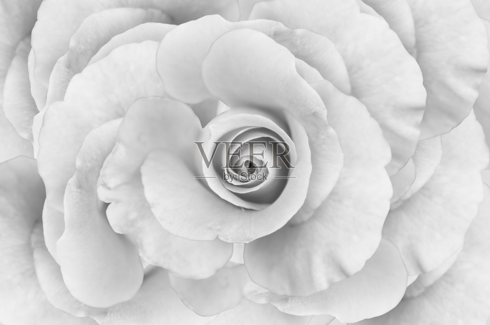 花园里有粉红色的玫瑰。照片摄影图片