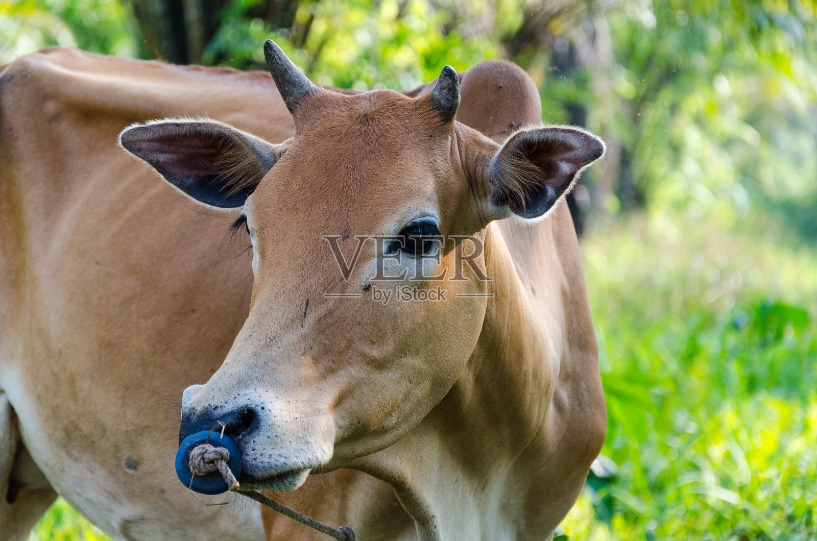 快乐的奶牛站在田野里照片摄影图片