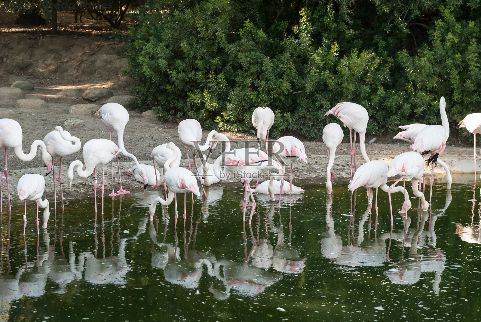 弗拉曼柯舞照片摄影图片