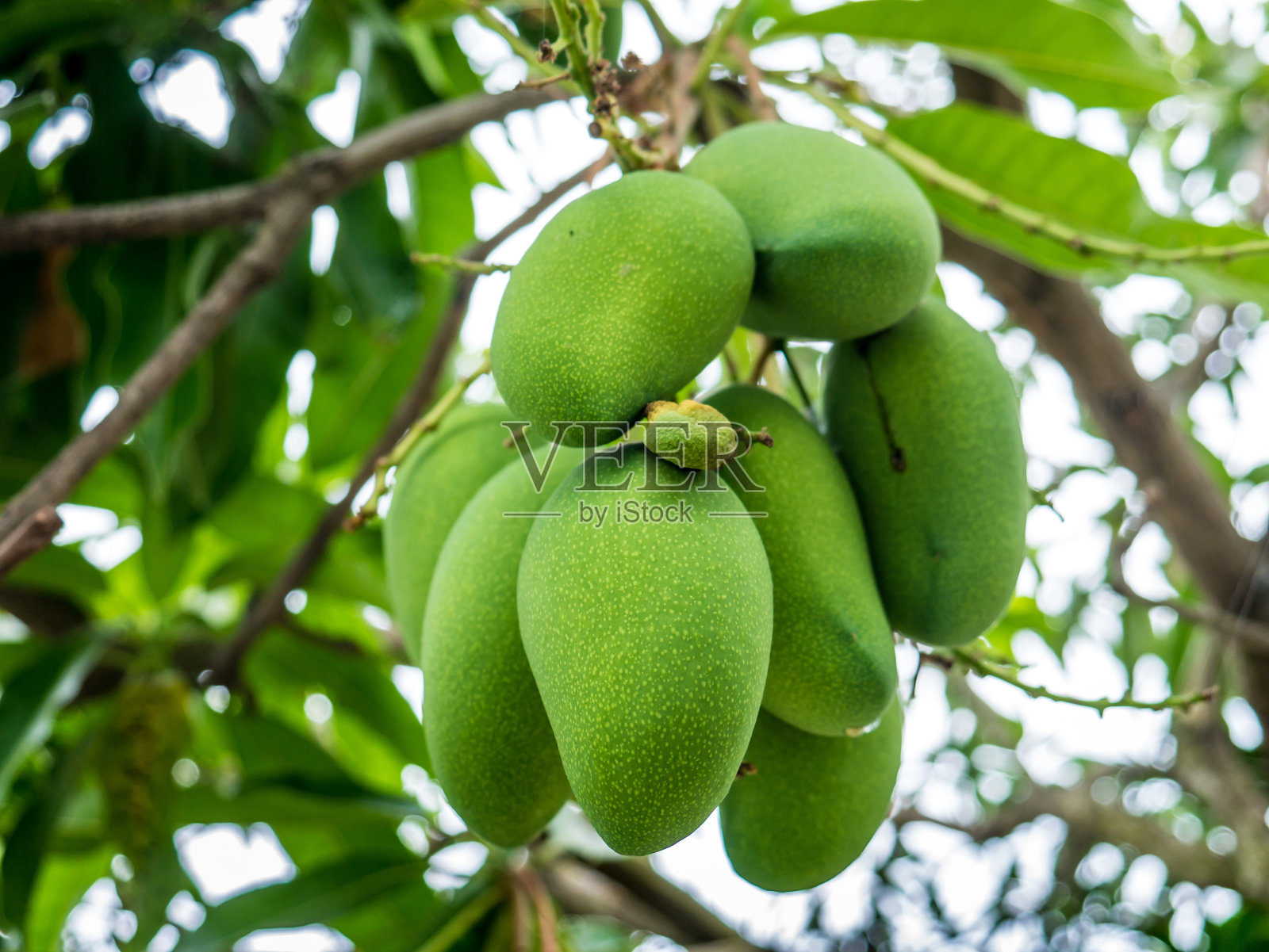 一串绿色成熟的芒果在有机农场的树上。照片摄影图片