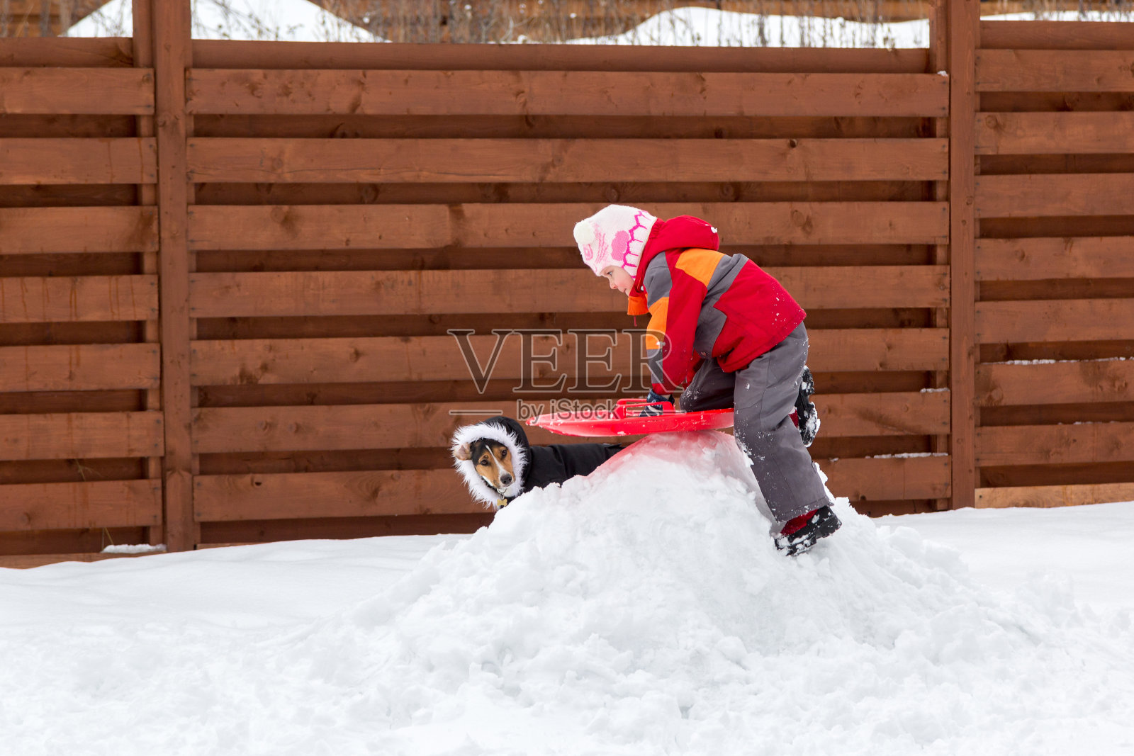 小女孩和狗在雪中拉雪橇照片摄影图片
