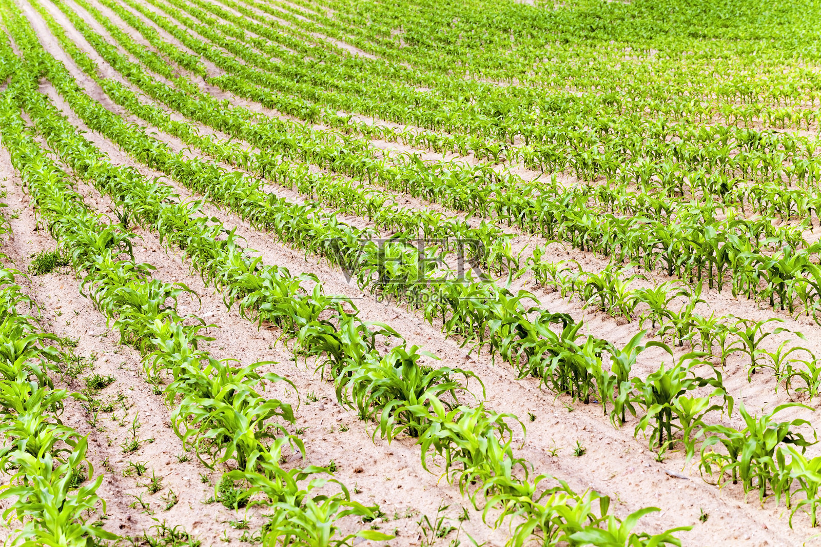 玉米植物,春天照片摄影图片