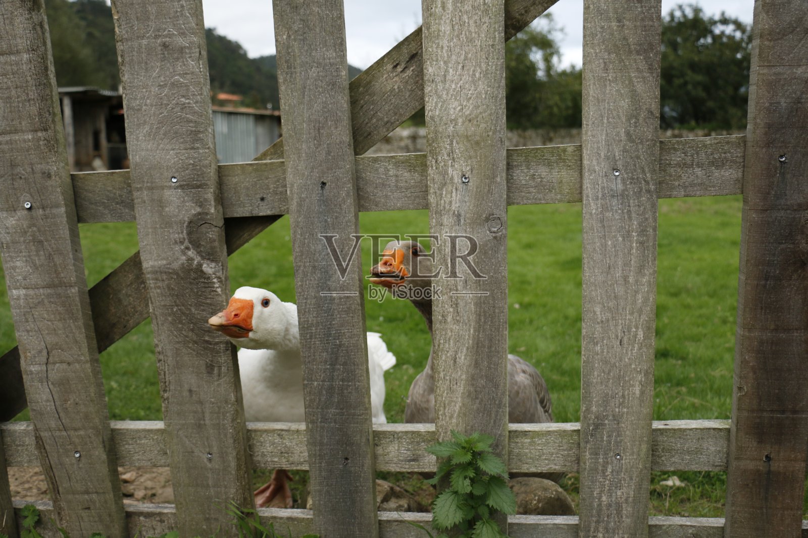 鹅保卫自己的房子照片摄影图片