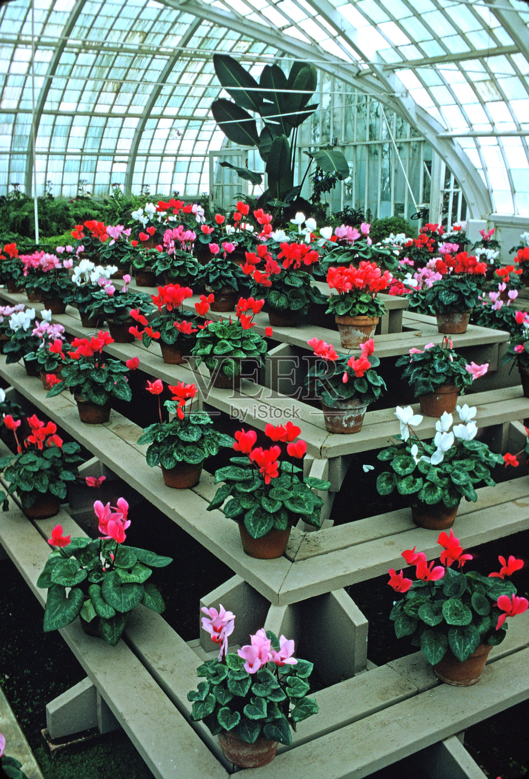 在一个植物园的架子仙客来照片摄影图片