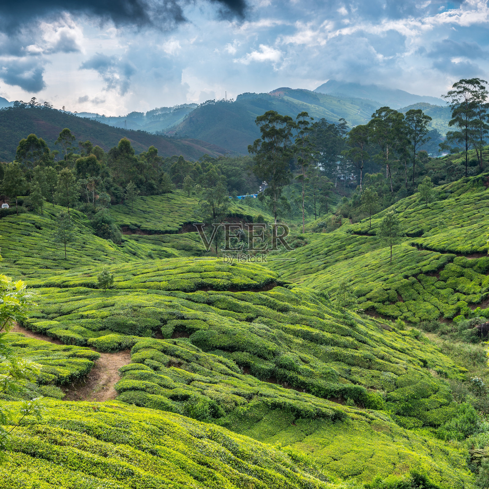 茶园照片摄影图片