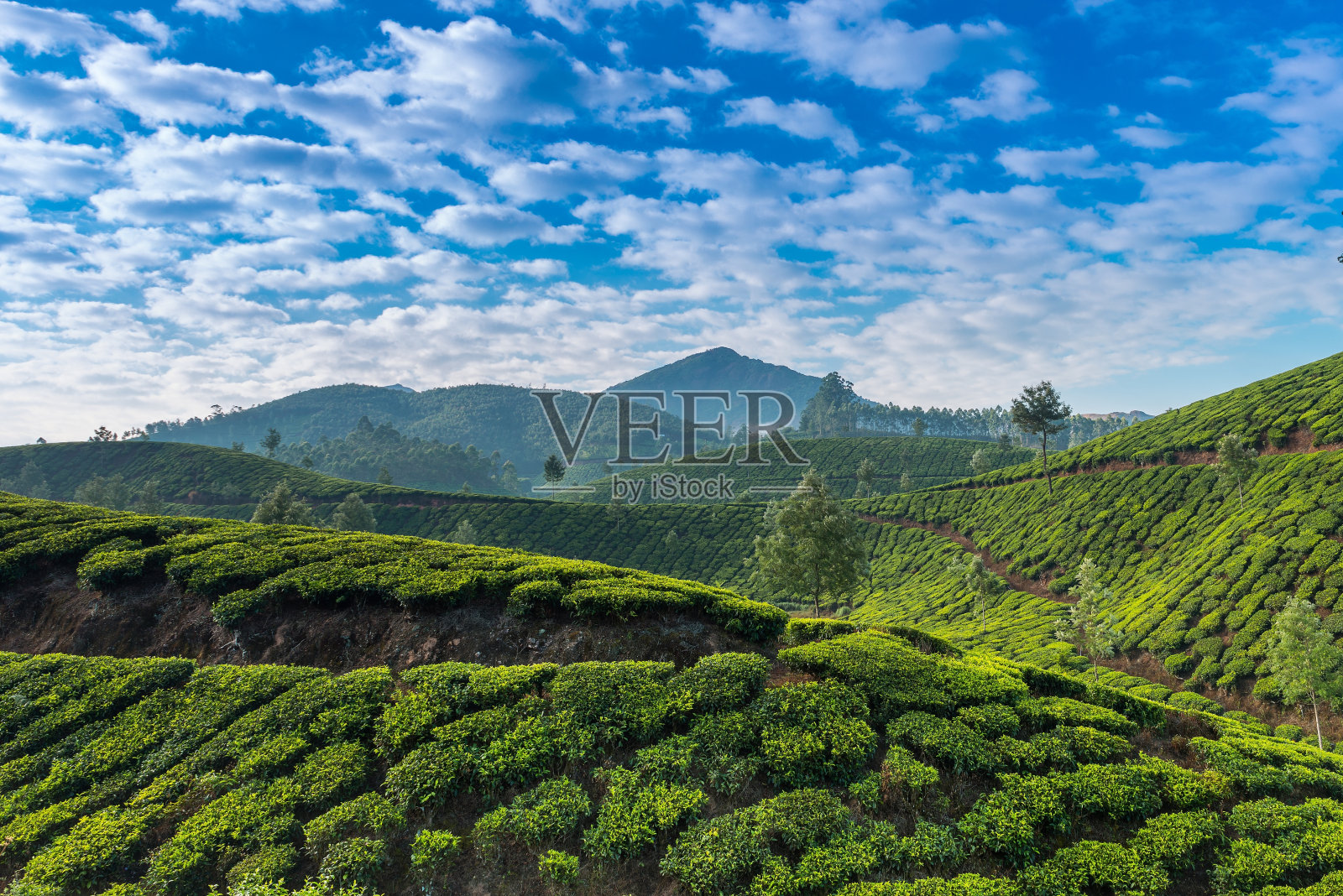 茶园照片摄影图片