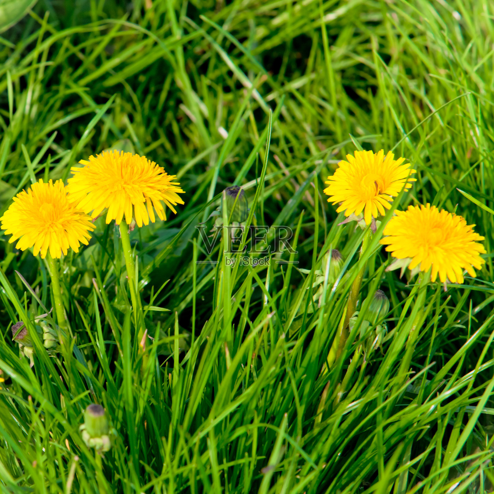 黄色的蒲公英花照片摄影图片