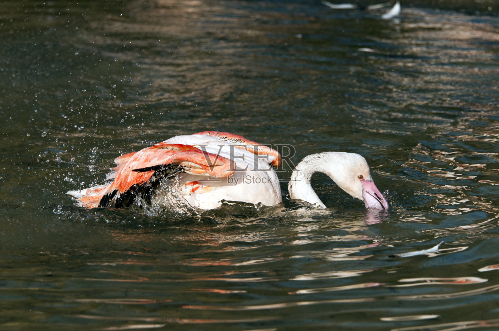 火烈鸟照片摄影图片