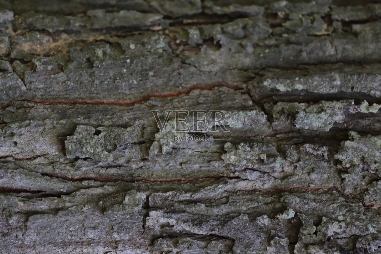 纹理-一棵老树的树皮照片摄影图片