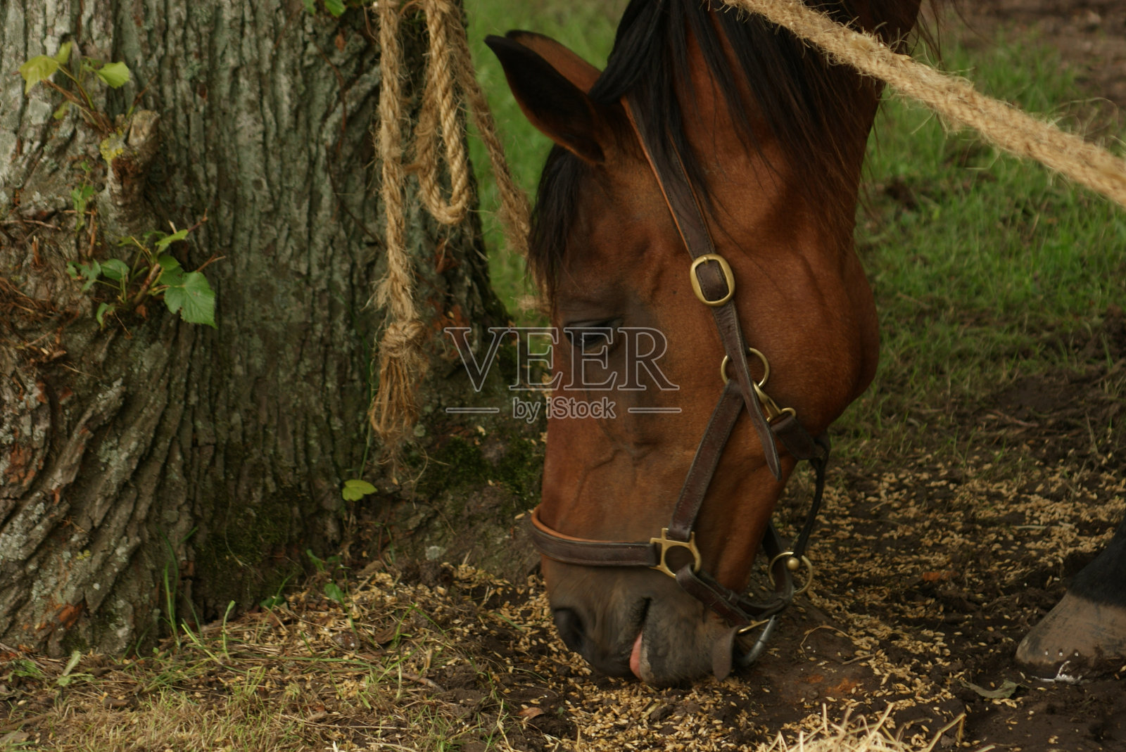 布朗马吃照片摄影图片