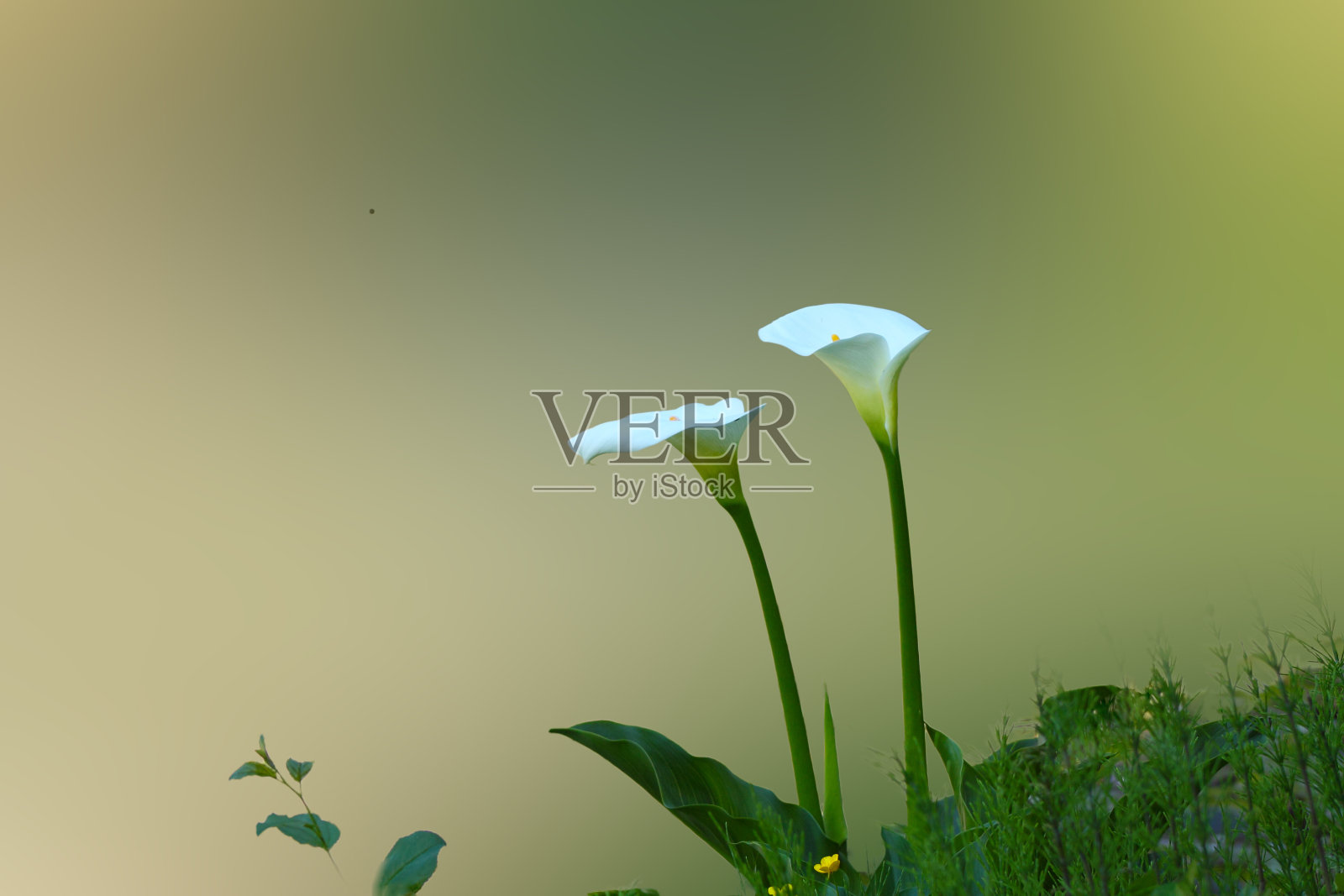 阿鲁姆莉莉,爱照片摄影图片