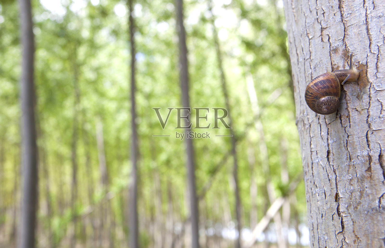 杨树林上的蜗牛照片摄影图片