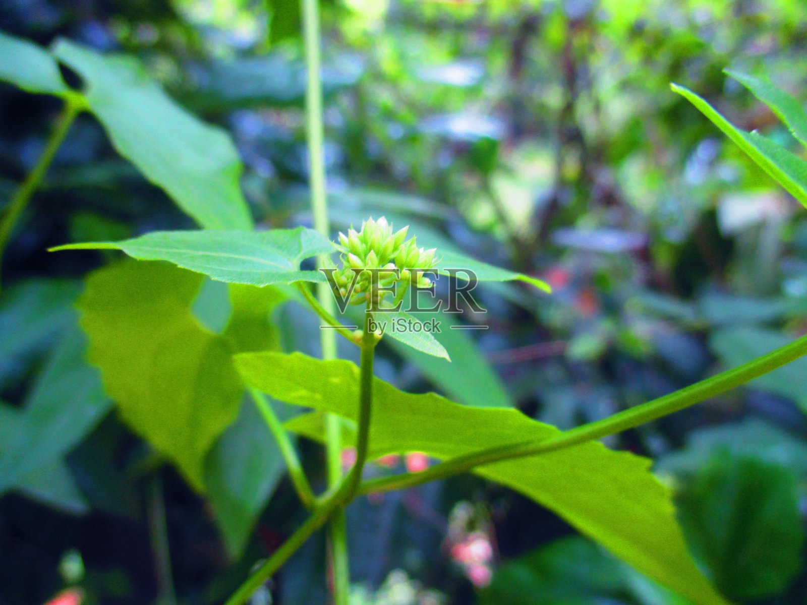 绿色来照片摄影图片