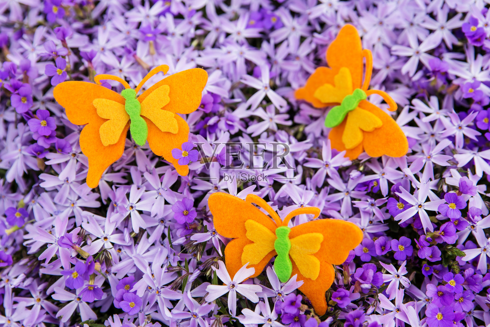 橙色的蝴蝶和一片紫色的花海照片摄影图片
