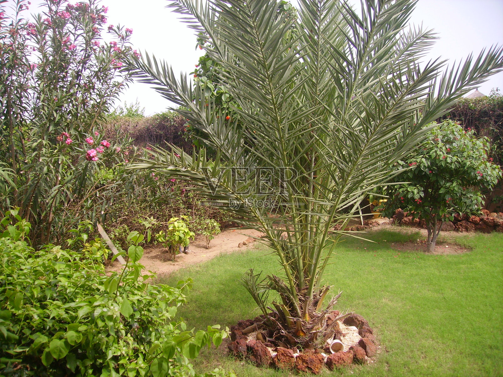 热带花园照片摄影图片