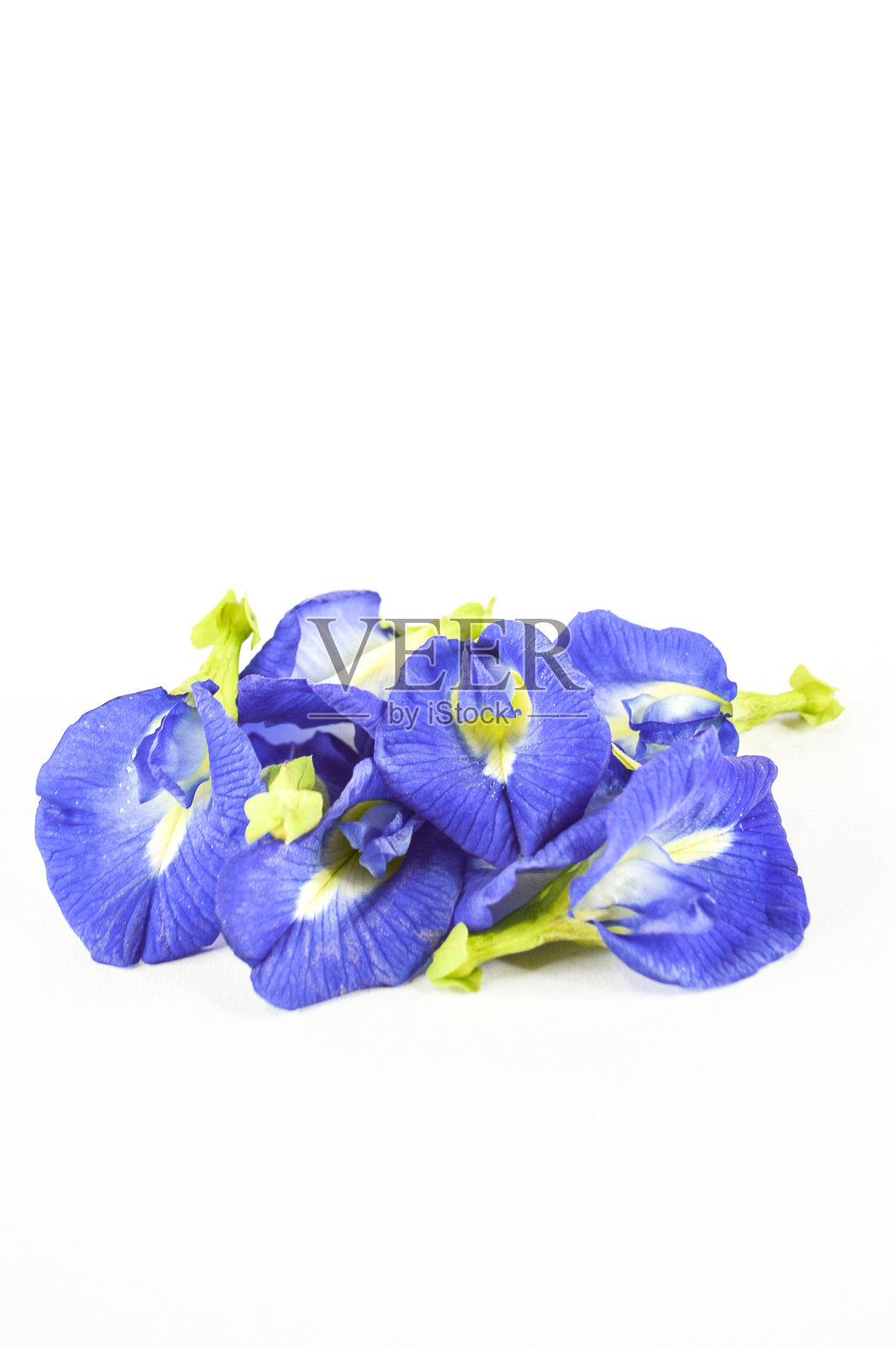 蓝蝶豌豆花照片摄影图片