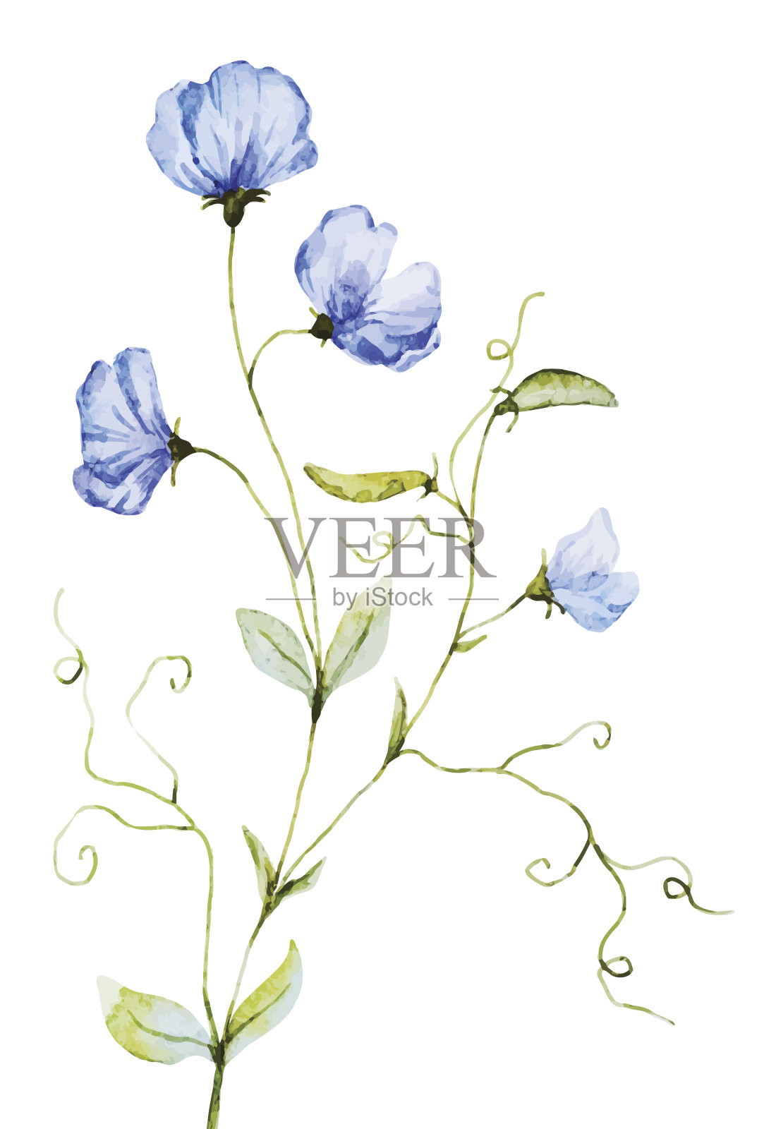 漂亮的水彩花插画图片素材