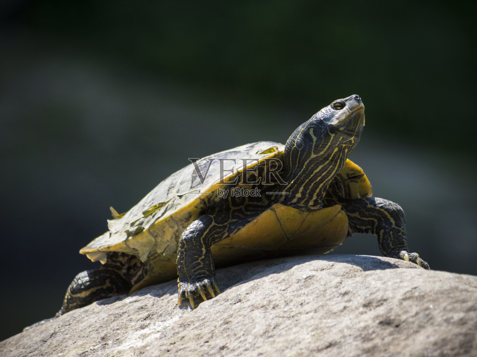在岩石上的北方地图海龟照片摄影图片