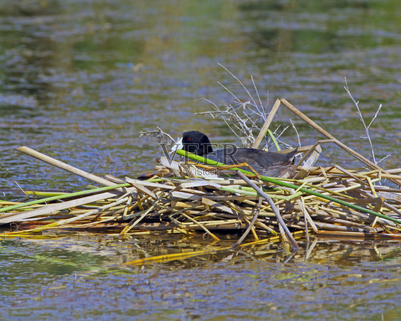 巢上的美洲白骨顶照片摄影图片