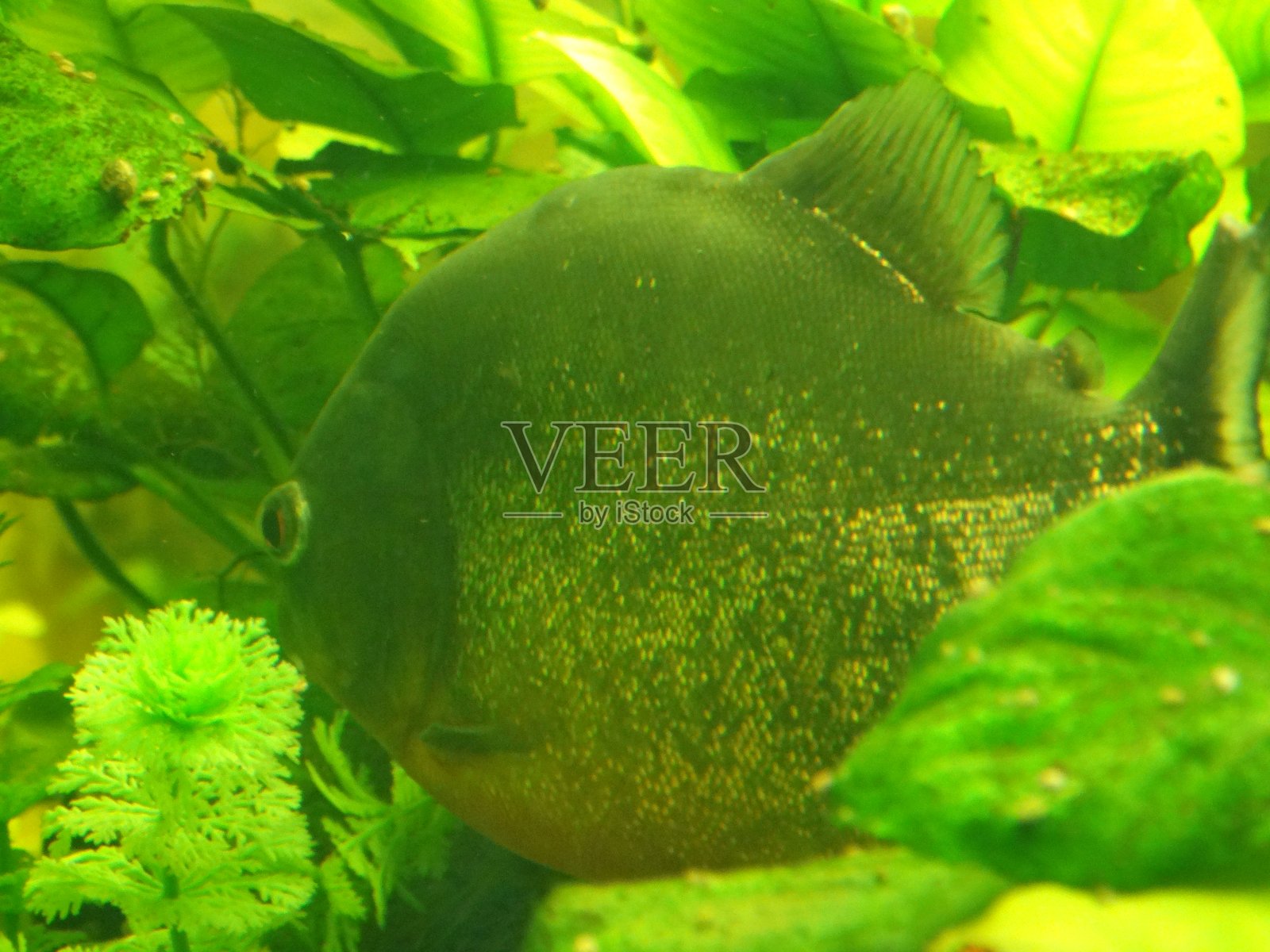 水虎鱼照片摄影图片